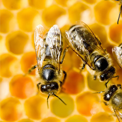 Greenpeace inicia campanha para salvar as abelhas nos Estados Unidos