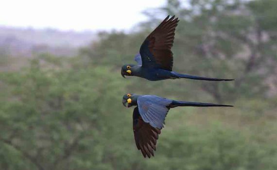 Uma em cada oito espécies de aves estaria em perigo de extinção