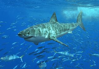 Um em cada quatro tubarões enfrenta a extinção