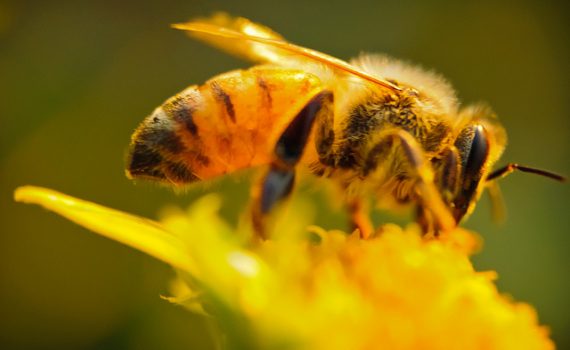 Relatório revela que as abelhas estão em risco em alguns países da UE