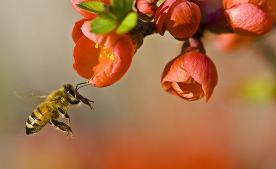 Estudo da Universidade de Harvard demonstra que neonicotinoides causam morte de abelhas