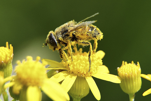Plantas tratadas com neonicotinoides ameaçam as abelhas nos Estados Unidos