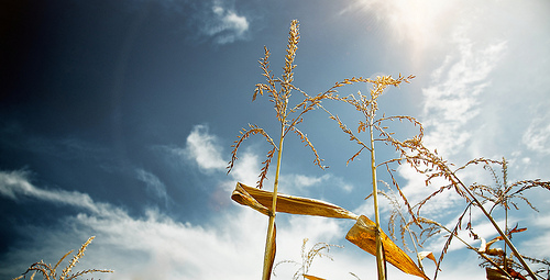 Aumento de CO2 na atmosfera gera redução de nutrientes em cultivos de grãos