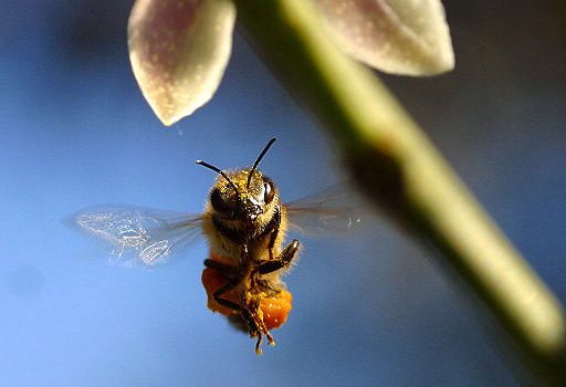 Desaparecimento de abelhas está ligado à redução de variedade de flores