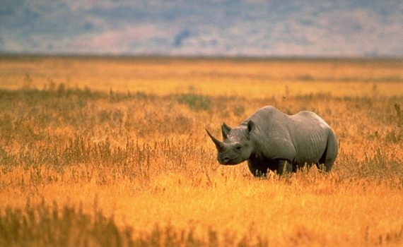 A matança de rinocerontes aumentou quase 400% desde 2010