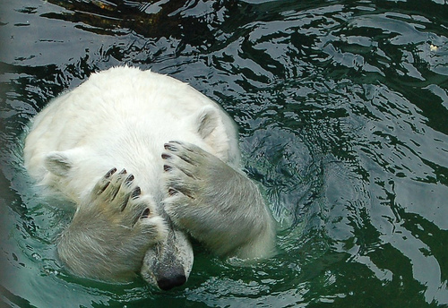 Ursos polares ameaçados pela poluição