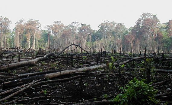 Brasil se compromete a eliminar o desmatamento ilegal para 2030