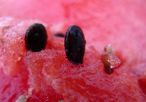 Os benefícios de comer sementes de melancia