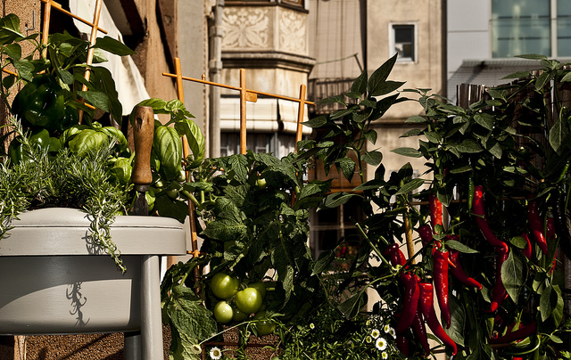 Funiber horta urbana