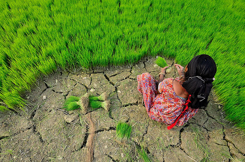 16 de outubro: Dia Mundial da Alimentação