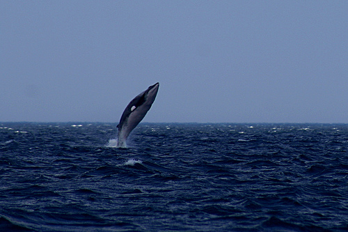 Japão decide retomar seu programa de caça às baleias