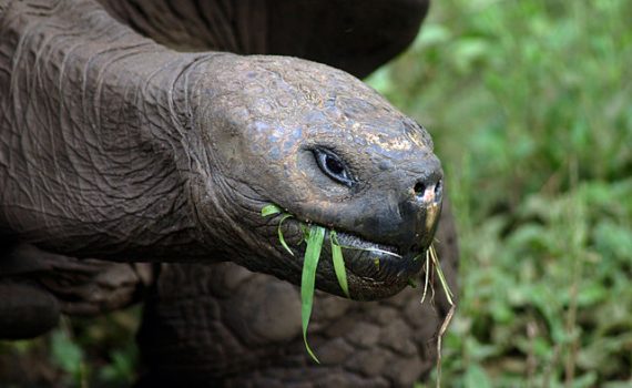 Tartarugas bebê são encontradas na Ilha de Pinzón depois de quase 100 anos