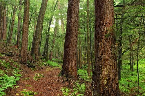 Guarda florestal revela a vida secreta das árvores