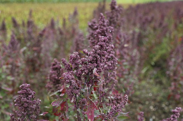 funiber-quinoa-cultivo