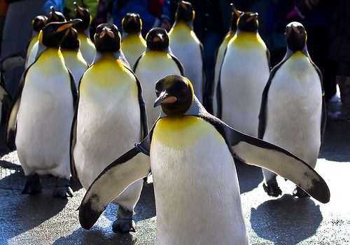 Pinguins em perigo de extinção