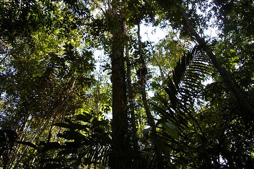Biodiversidade da Amazônia pode ajudar a mitigar riscos da mudança climática