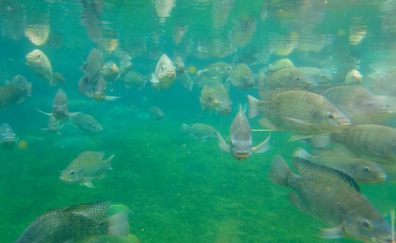 Empresa aposta na inovação em centro de criação de peixes