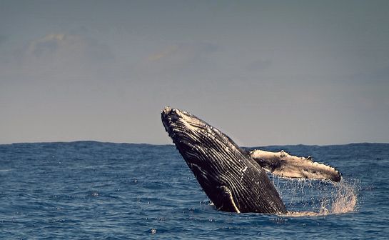 Oceano mais seguro para as baleias