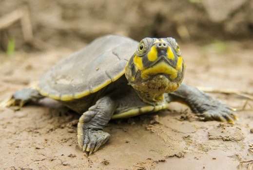 No Peru, mais de 500 mil tartarugas bebês serão liberadas