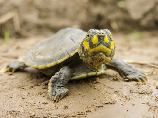 No Peru, mais de 500 mil tartarugas bebês serão liberadas