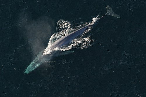 Novo sistema de alerta para proteger a baleia azul