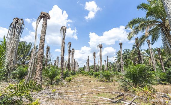 Grande empresa que comercializa óleo de palma promete proteger florestas