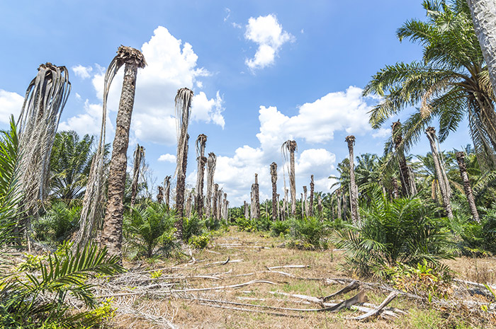 Grande empresa que comercializa óleo de palma se compromete com florestas