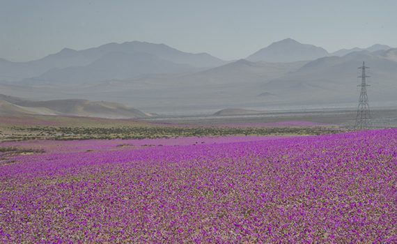 Atacama se enche de flores durante o “deserto florido”