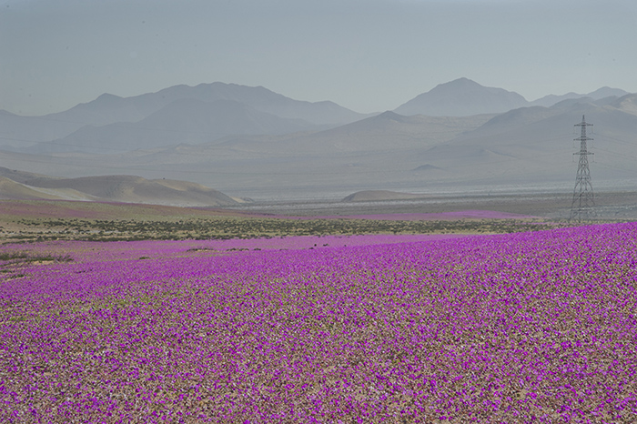 Atacama se enche de flores durante o “deserto florido”