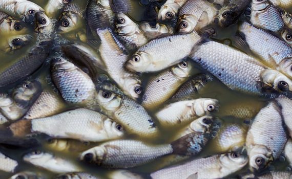 Milhares de peixes mortos no Paraguai
