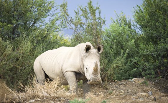 Morre último macho dos rinocerontes brancos do norte