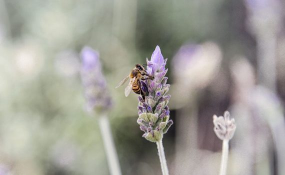 Para salvar abelhas, Europa decide proibir uso de três tipos de inseticidas