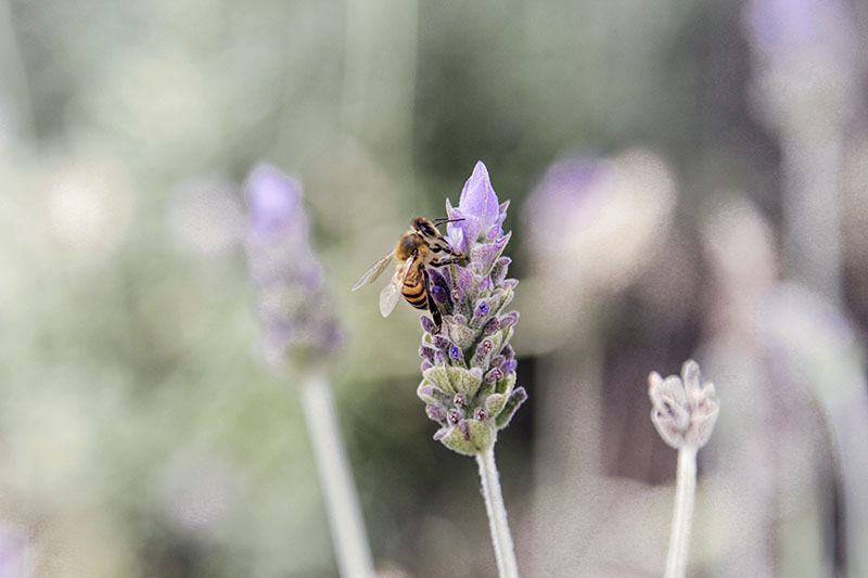 Para salvar abelhas, Europa decide proibir uso de três tipos de inseticidas
