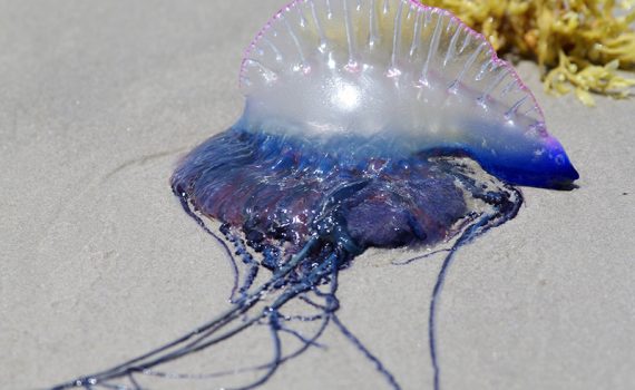 Caravelas-portuguesas e águas-vivas invadem o mar Mediterrâneo