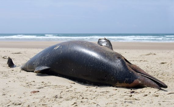 Alerta ambiental por morte de golfinhos no Brasil