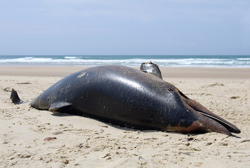 Alerta ambiental por morte de golfinhos no Brasil
