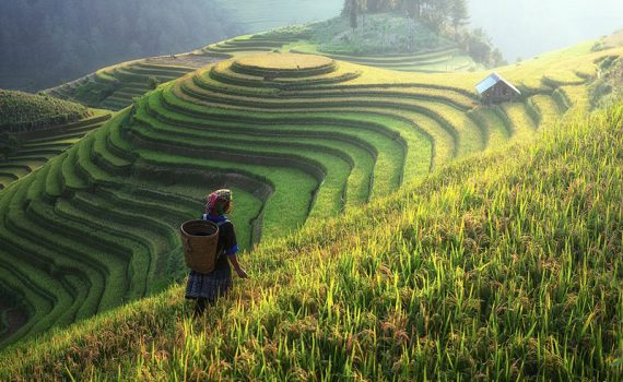 Níveis elevados de CO2 afetam valor nutritivo do arroz