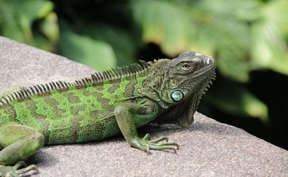 República Dominicana pede à população que não compre iguana-verde