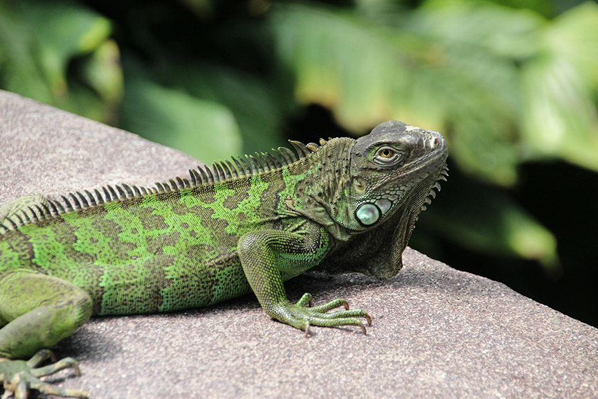 República Dominicana pede à população que não compre iguana-verde