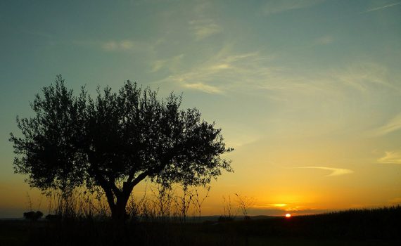 Novo método é capaz de detectar Xylella antes que se vejam os sintomas