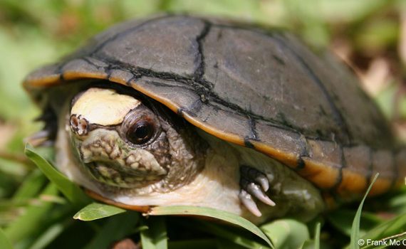 México anuncia o descobrimento de nova espécie de tartaruga