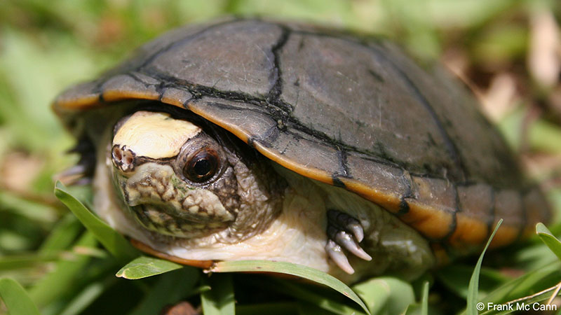 México anuncia o descobrimento de nova espécie de tartaruga