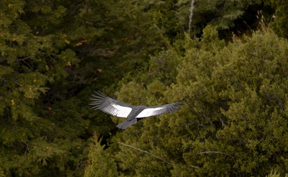 A viagem do condor em busca de comida