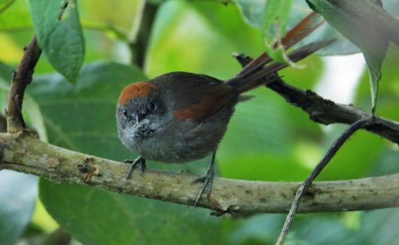 Equador ganha nova Reserva da Biosfera