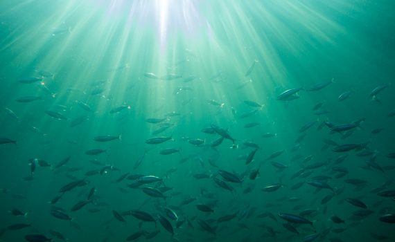 Atividade pesqueira sem controle afeta situação dos mares