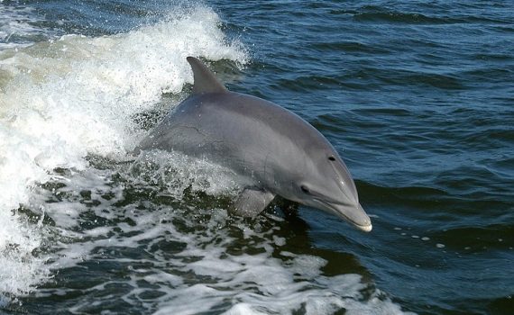 Os drones, uma ferramenta para preservar os golfinhos no Amazonas