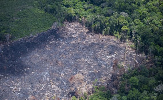 Desmatamento na Amazônia brasileira aumenta 13,7% no último ano