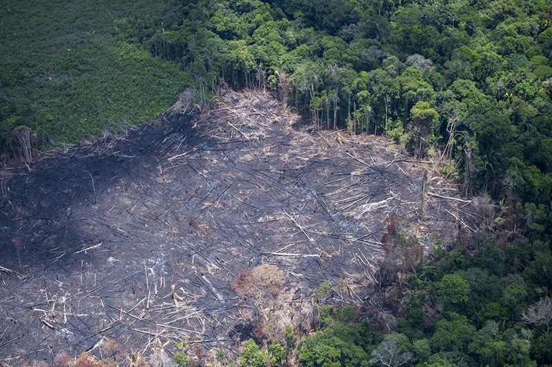 Desmatamento na Amazônia brasileira aumenta 13,5% no último ano