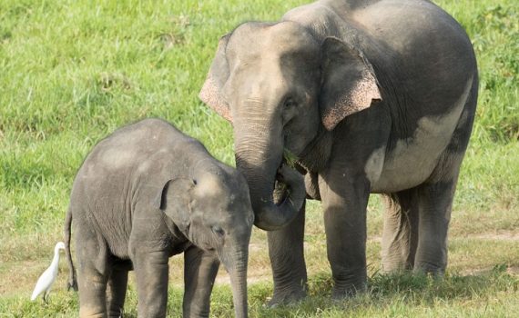 Índia abre seu primeiro hospital para elefantes