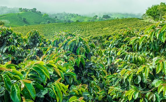 Metade dos cafés silvestres poderia desaparecer